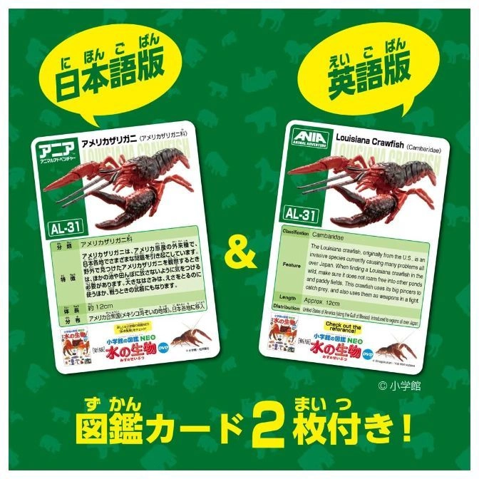  Two crawfish cards, one in Japanese and one in English, featuring facts about Louisiana Crawfish.