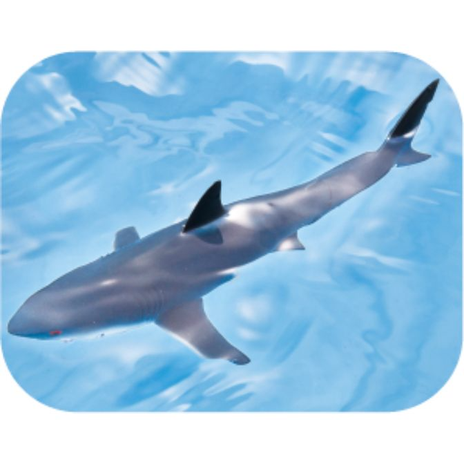  Toy shark swimming in blue water, dorsal fin and tail visible.